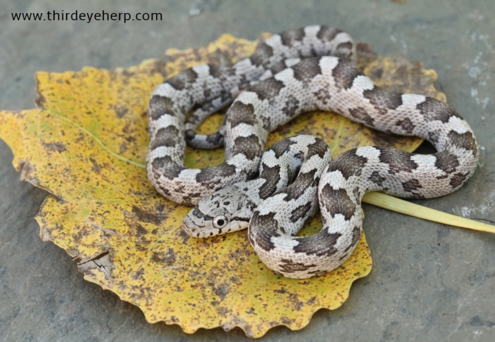 Gray Rat Snake